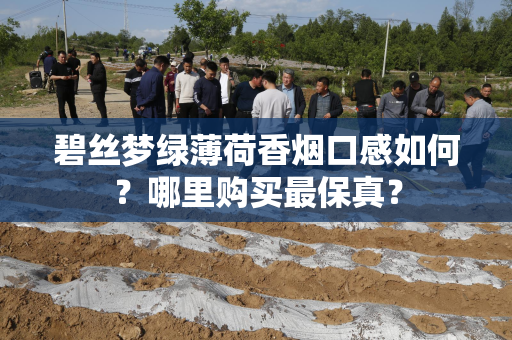 碧丝梦绿薄荷香烟口感如何？哪里购买最保真？